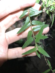 Podolobium aciculiferum