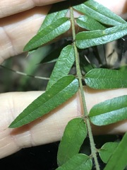 Podolobium aciculiferum