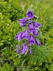 Campanula alpina