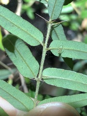 Podolobium aciculiferum