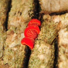 Crepidotus cinnabarinus