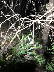 Podolobium aciculiferum