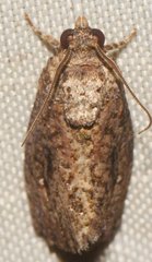 Gymnandrosoma punctidiscanum