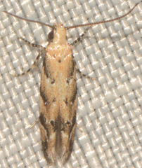Coleotechnites coniferella