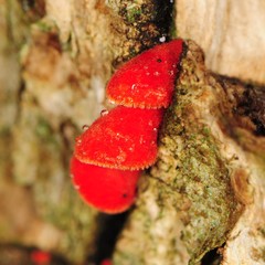 Crepidotus cinnabarinus
