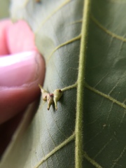 Caryomyia procumbens