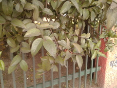 Xylosma spiculifera