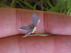 Sisyrinchium montanum