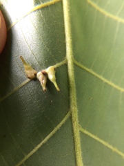 Caryomyia procumbens