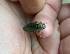 Buprestis intricata