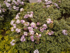 Veronica diosmifolia × speciosa
