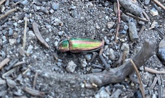 Buprestis intricata