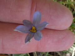 Sisyrinchium montanum