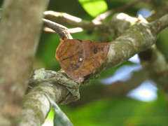 Fountainea glycerium venezuelana