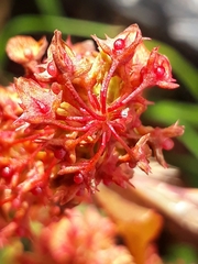 Rumiceae