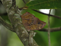 Fountainea glycerium venezuelana