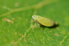 Diplocolenus evansi