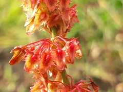 Rumiceae