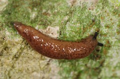 Pallifera fosteri