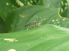Merosargus