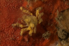 Pisinae