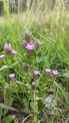 Gentianella anisodonta