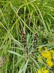 Omalotheca sylvatica