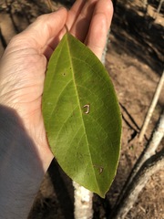 Clerodendrum tomentosum