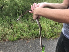 Coluber constrictor latrunculus