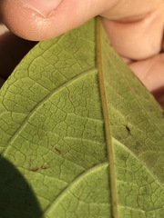 Clerodendrum tomentosum