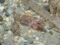 Gobius cruentatus