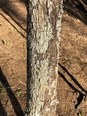 Clerodendrum tomentosum