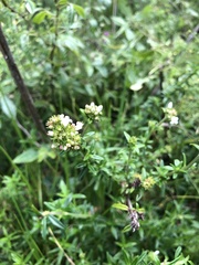 Rubiaceae