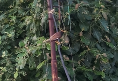 Acridotheres tristis