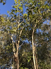 Clerodendrum tomentosum