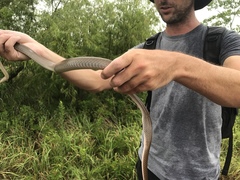 Coluber constrictor latrunculus