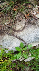 Orientocoluber spinalis