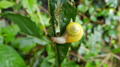 Chosenelix problematica