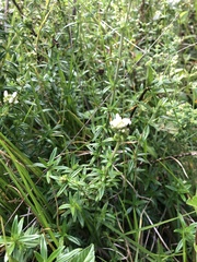 Rubiaceae