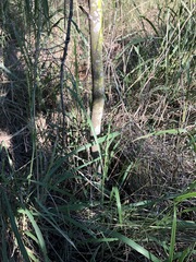 Cryptocarya triplinervis triplinervis