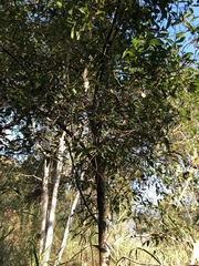 Cryptocarya triplinervis triplinervis