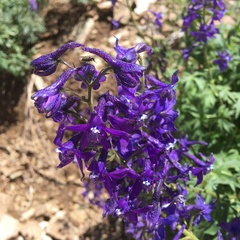 Delphinium barbeyi