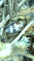 Anoscopus