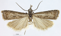 Microcrambus subretusellus