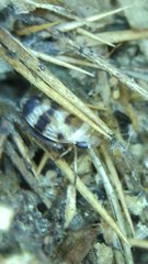 Anoscopus