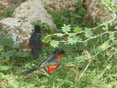 Laniarius erythrogaster