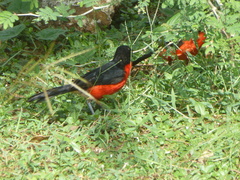 Laniarius erythrogaster