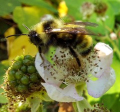 Bombus flavidus flavidus