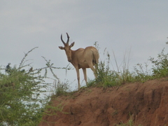 Alcelaphus buselaphus lelwel