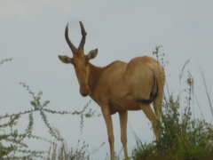 Alcelaphus buselaphus lelwel